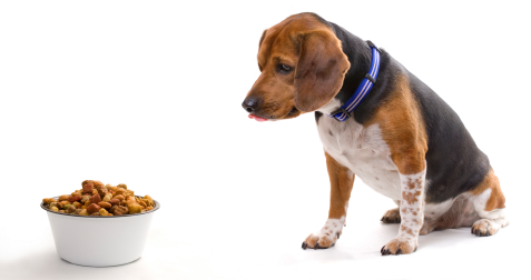 dog food and dog cancer