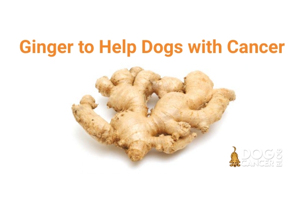 ginger oil for dogs