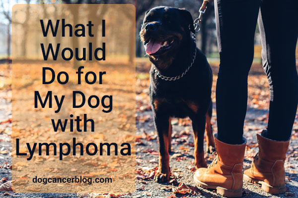 What I Would Do For My Dog With Lymphoma An Oncologist S Perspective Must Read