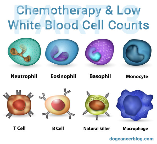 Low White Blood Cell Counts And Sepsis Rare But Scary Side Effects Of 