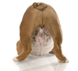 Ball sack canswer in dogs