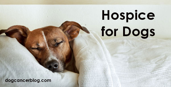 hospice for dogs near me