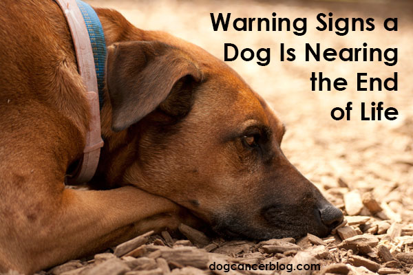 Is My Dog Dying Here Are Some Warning Signs And Symptoms Dog Cancer Blog