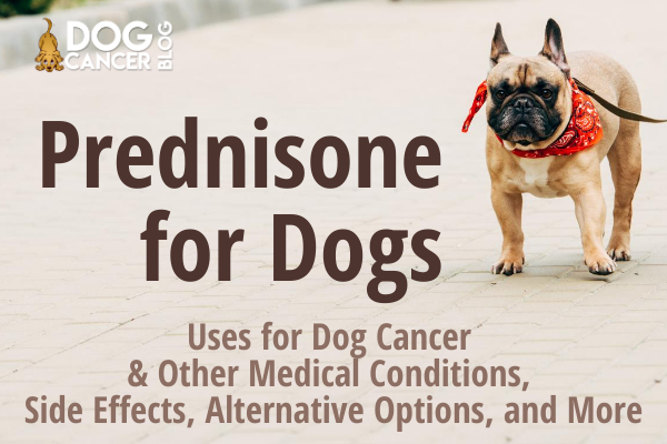 how long can a dog with lymphoma live on prednisone