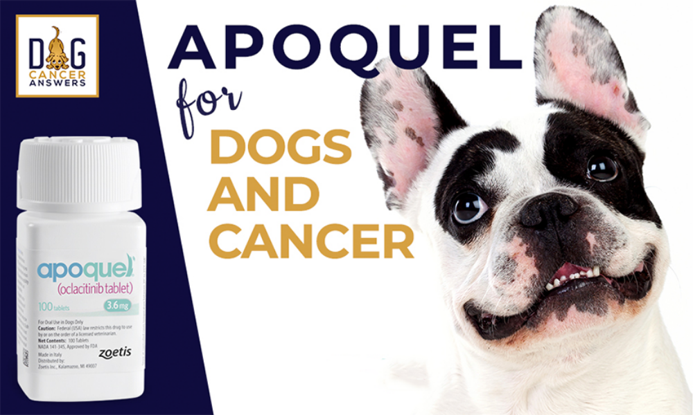 Apoquel cancer sale in dogs